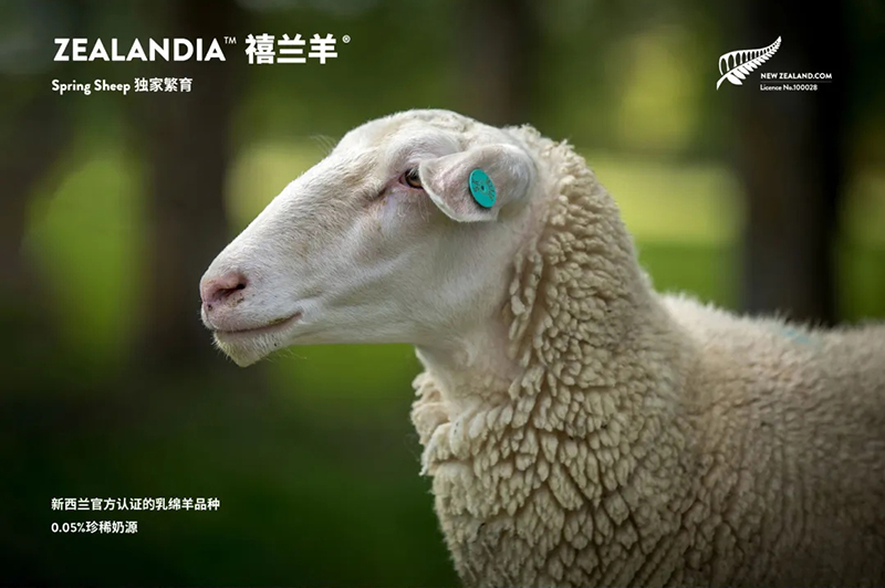 Spring Sheepdȫd׃̷^ע@GCBME05.jpg